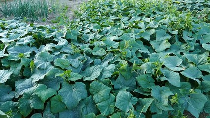 fresh cucumber plants in the garden, cucumbers planted a garden, natural garden of cucumbers,
