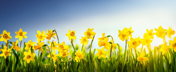 Daffodil flowers in the field