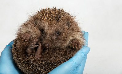 Two gloved hands form a sink in which the hedgehog sits and looks at the viewer with curiosity