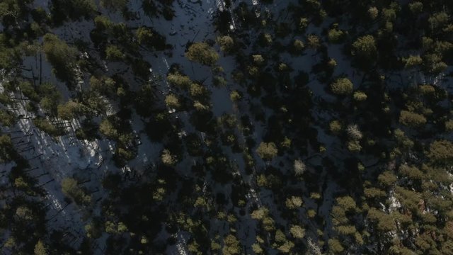 Flying Over Trees With A Snow Covered Ground And Long Shadows On Mt. Lemmon In Tucson, Arizona