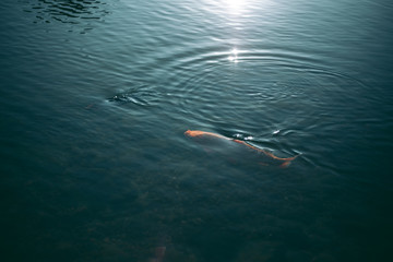 A large accumulation of carps in a clear lake