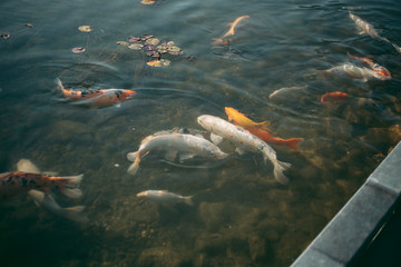 A large accumulation of carps in a clear lake