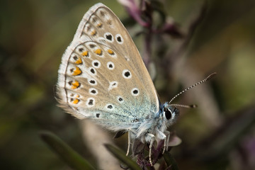 Obraz na płótnie Canvas Mariposa de la familia de Lycaenidae. Los licénidos son mariposas de pequeño tamaño, de vuelo rápido, y que suelen tener dimorfismo sexual: los machos generalmente son azules, dorados o marrones