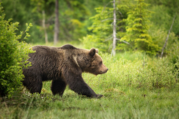 Fototapeta European brown bear ((Ursus arctos) walking in forest habitat. Wildliffe photography in the slovak country (Tatry) obraz