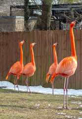 Group of tropical  flamingos in a snowy zoo