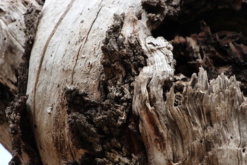 Corteza del tronco de un árbol seco (textura)