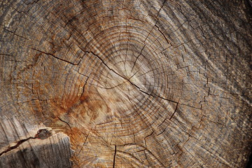 Fototapeta premium Corte transversal del tronco de un árbol