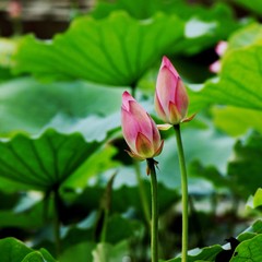 Beautiful lotus blossoms every summer