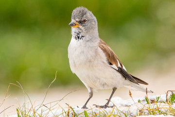 A white-winged snowfinch (Montifringilla nivalis)