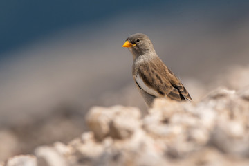 A white-winged snowfinch (Montifringilla nivalis)