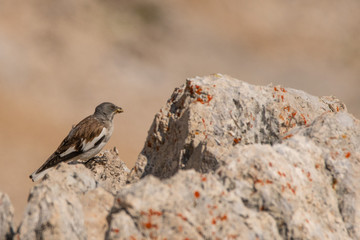A white-winged snowfinch (Montifringilla nivalis)