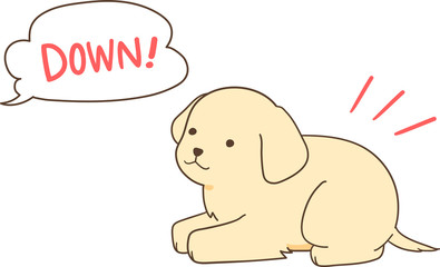 ゴールデンレトリバーの子犬（伏せ）