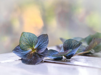 Blaue Hortensien Bl&uuml;ten, Nahaufnahme, Hintergrund, bokeh, blau, bunt, tiefenunsch&auml;rfe, Hortensie, 