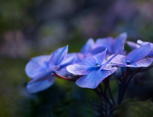 Blaue Hortensie