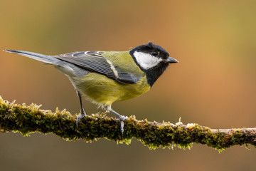 A great tit (Parus major)