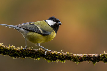 A great tit (Parus major)