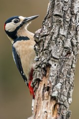 A great spotted woodpecker (Dendrocopos major)