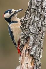 A great spotted woodpecker (Dendrocopos major)