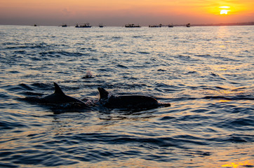 Dolphins surfacing from the water at sunrise