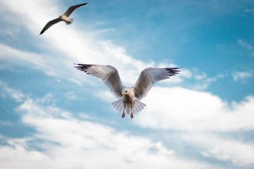 Seagulls Flying Against a Blue Clouded Sky