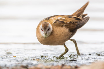 A little crake (Porzana parva)