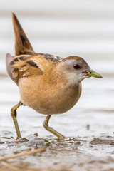 A little crake (Porzana parva)