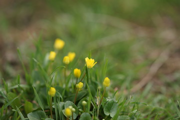 Yellow flowers grow in a spring field