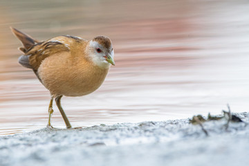 A little crake (Porzana parva)