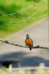 wild bird kingfisher on branch