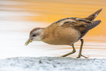 A little crake (Porzana parva)