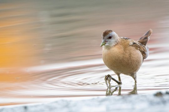 A Little Crake (Porzana Parva)