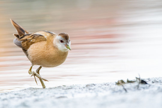 A little crake (Porzana parva)