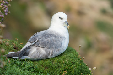 Northern fulmar (Fulmarus glacialis)