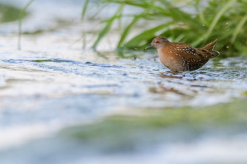 A Baillon's crake (Porzana pusilla)