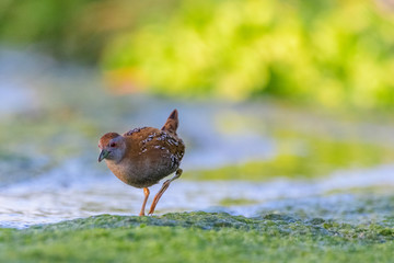 A Baillon's crake (Porzana pusilla)