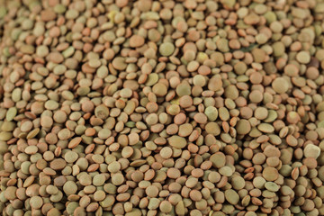 Green fresh and healthy lentil for wholesale