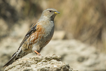 An alpine accentor (Prunella collaris)