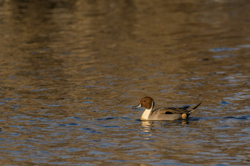 A northern pintail (Anas acuta)