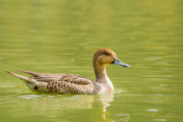 A northern pintail (Anas acuta)