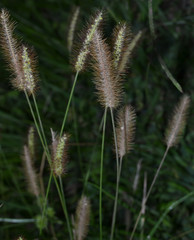 close-up of spike of wild plant in the field