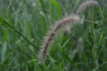 close-up of spike of wild plant in the field