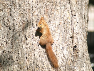 Ecureuil roux Red Squirel