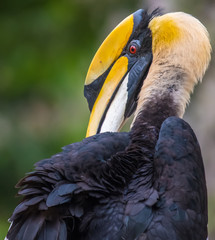 Great hornbill on green background