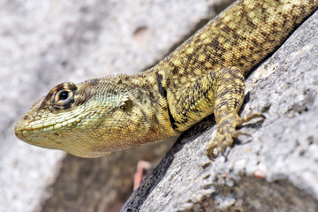 Closeup of calango, lizard species, on stones background