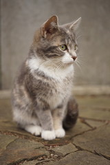 Cute young kitten sitting on the floor, portrait outdoor