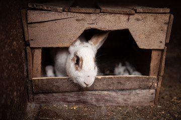 Rabbit in a house with her offspring. Abandoned rabbit house.