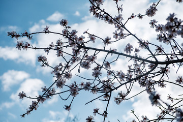 Flores de almendro sobre cielo azul
