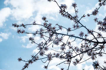 Flores de almendro sobre cielo azul