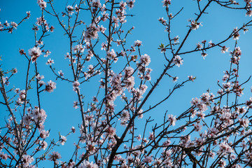 Flores de almendro sobre cielo azul