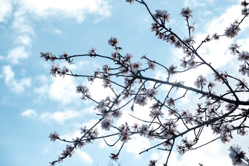 Flores de almendro sobre cielo azul